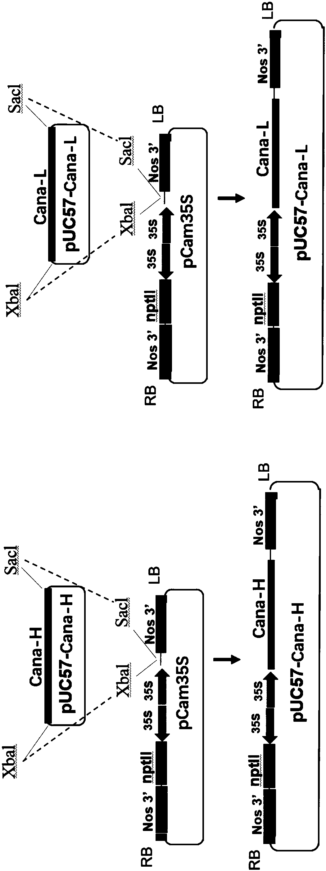 Application of plants as hosts in expressing canakinumab