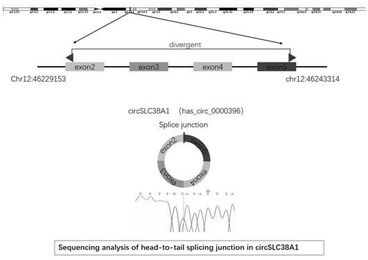 Application of circ-SLC38A1 as target point in medicine for inhibiting bladder cancer cells