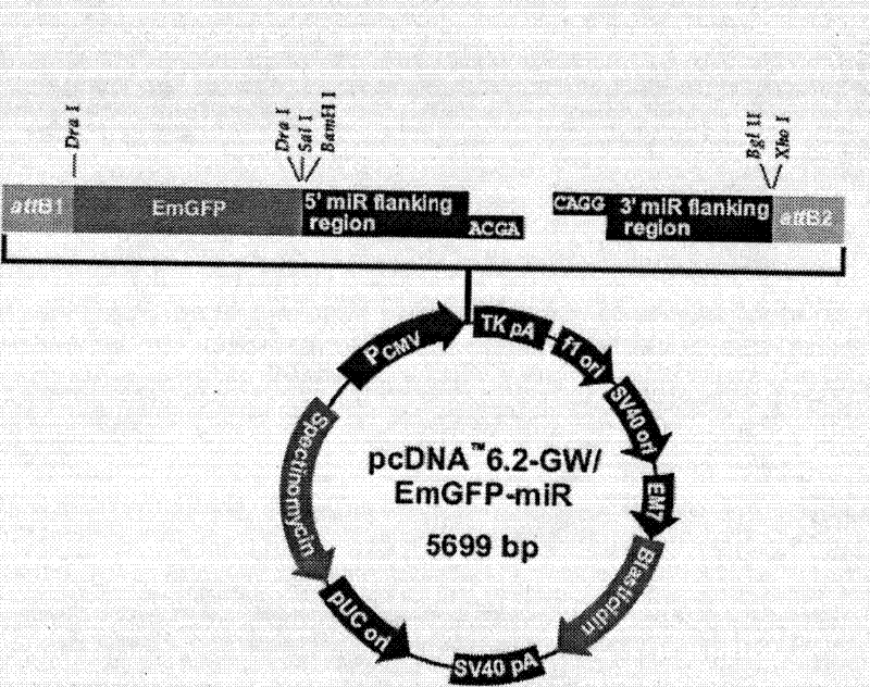 Vector for lowering expression of cell-specific ndrg2 gene