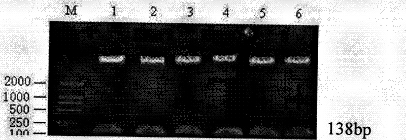 Vector for lowering expression of cell-specific ndrg2 gene