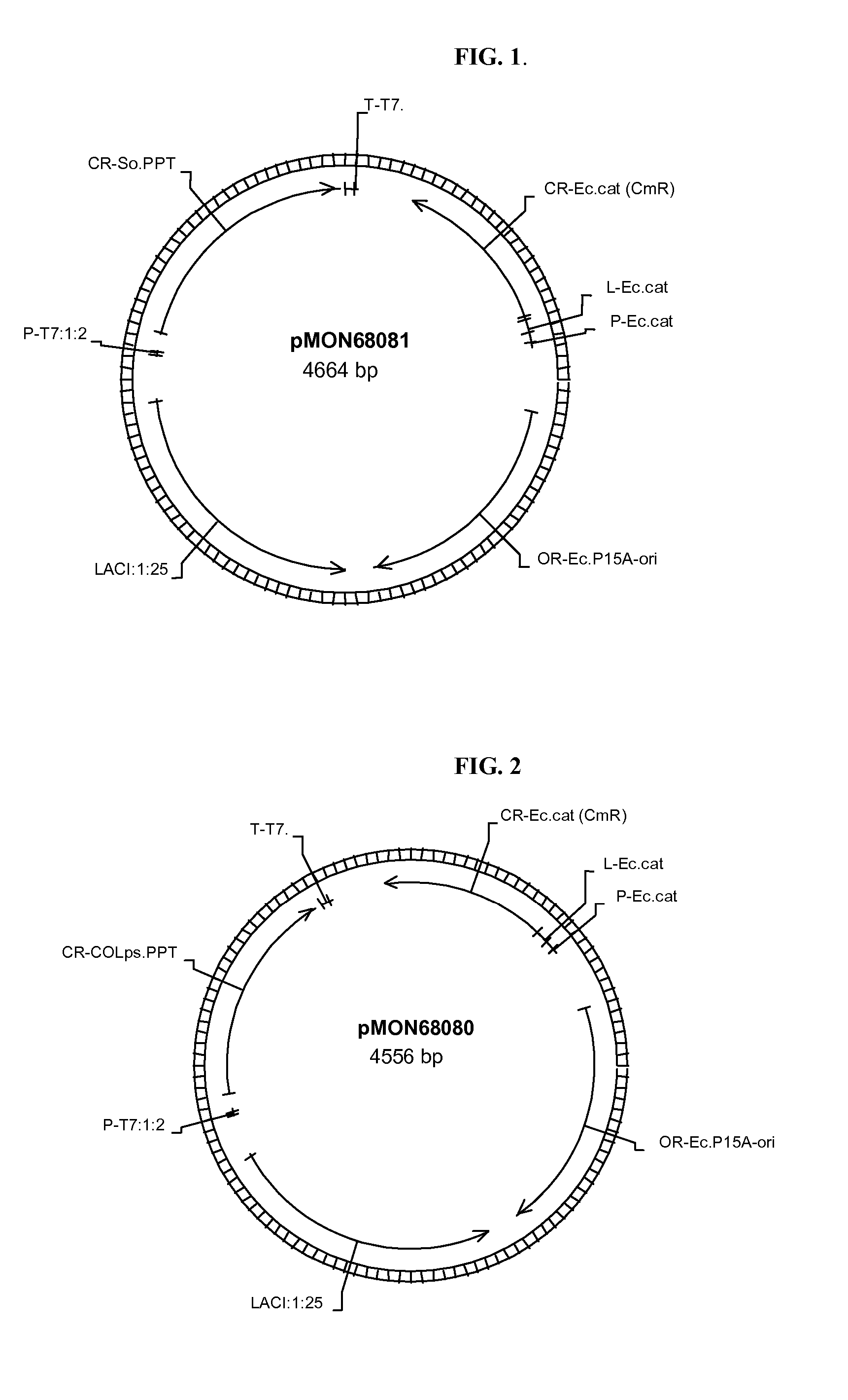 Phosphopantetheinyl transferases from bacteria