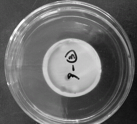 A qualitative detection method for mold and yeast in Lactobacillus paracasei direct injection strain