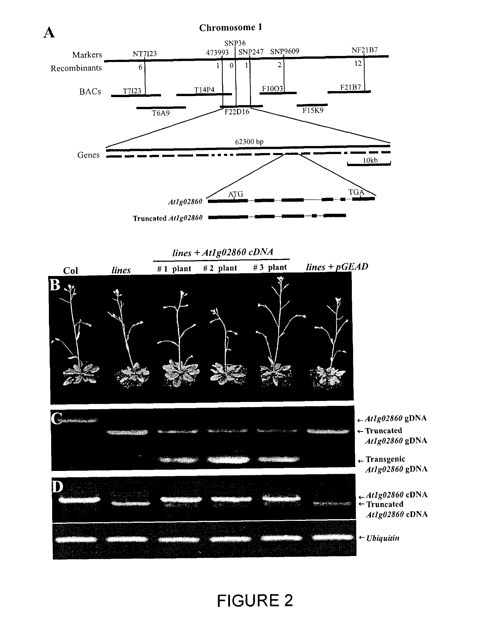 Nitrogen limitation adaptability gene and protein and modulation thereof