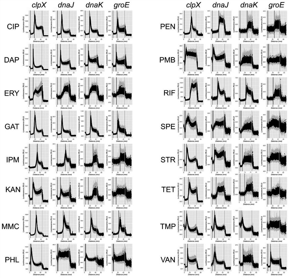 A method for determining the mechanism of action of antibiotics using a bioluminescent reporter system