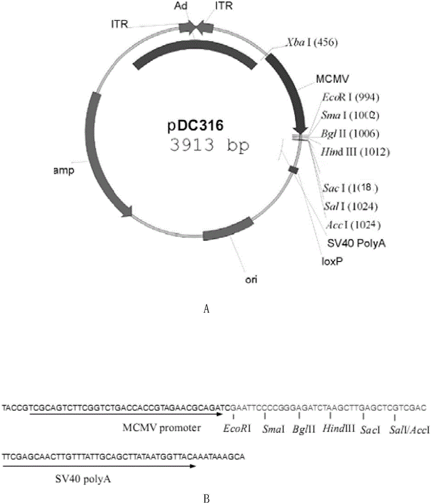 Framework for encoding double-specificity molecules of mediated secretion effector cells and killing target cells as well as virus