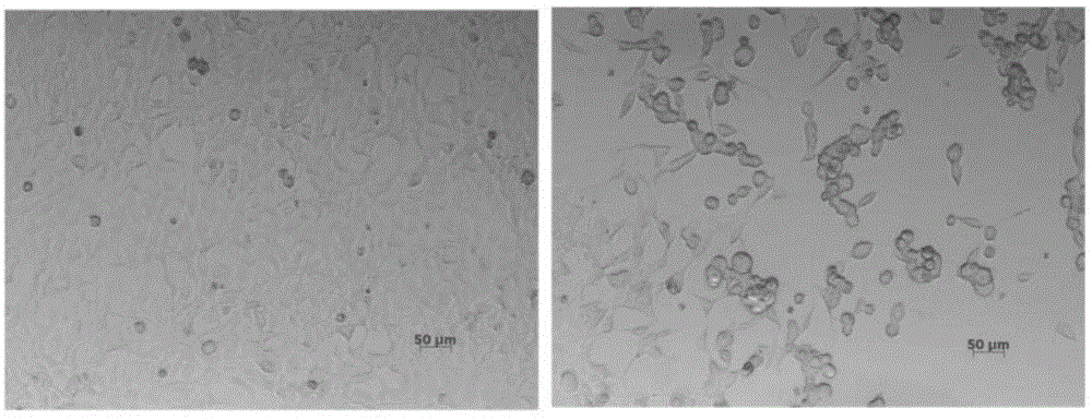 Framework for encoding double-specificity molecules of mediated secretion effector cells and killing target cells as well as virus