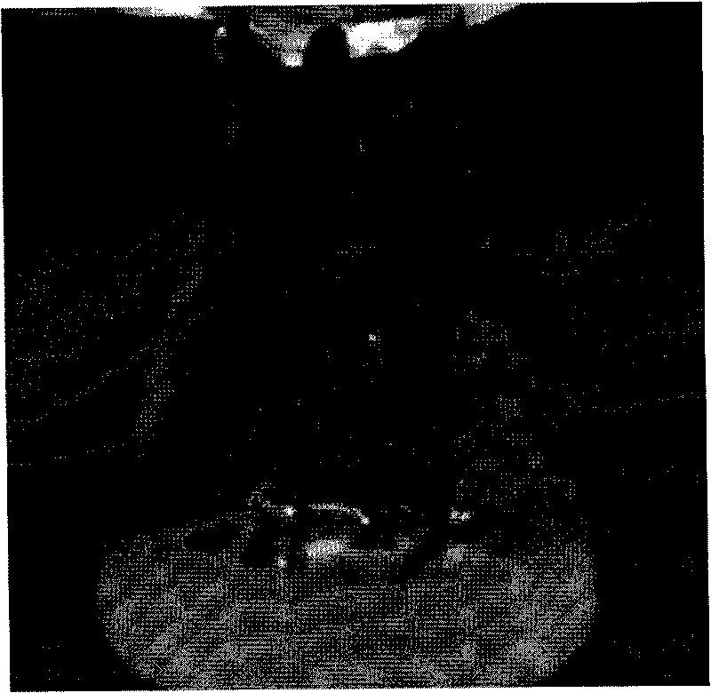 Method for tissue culture and rapid propagation of thornless safflower