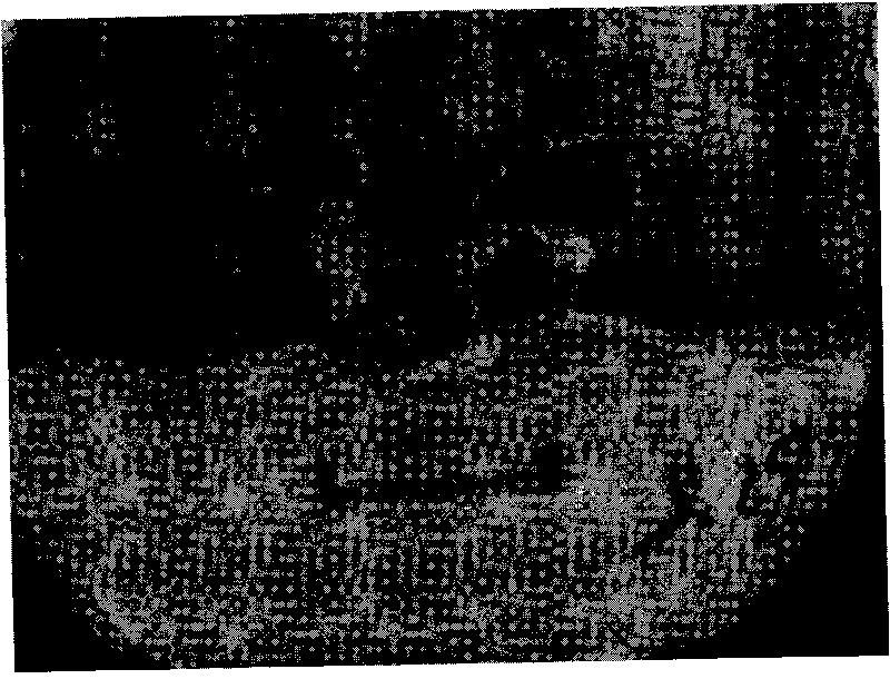 Method for tissue culture and rapid propagation of thornless safflower