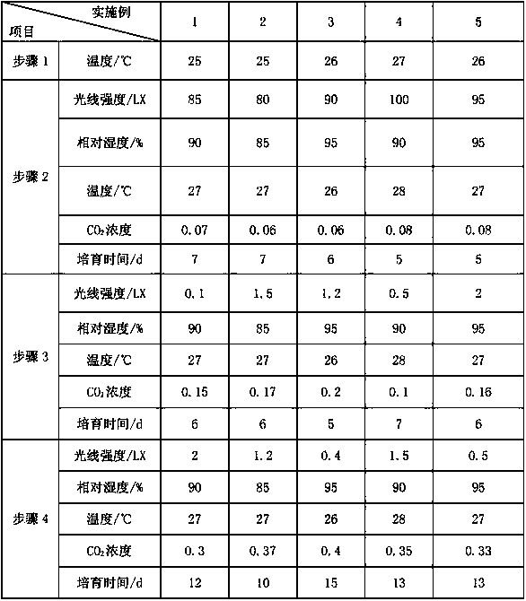 Cultivation method and product of dragon's claw mushroom