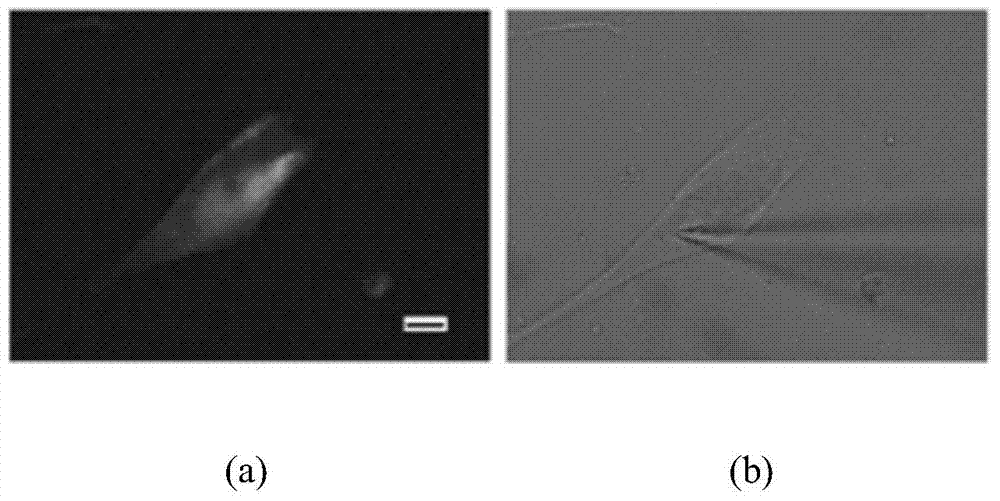 Nervous network restoration system, as well as preparation method and application thereof