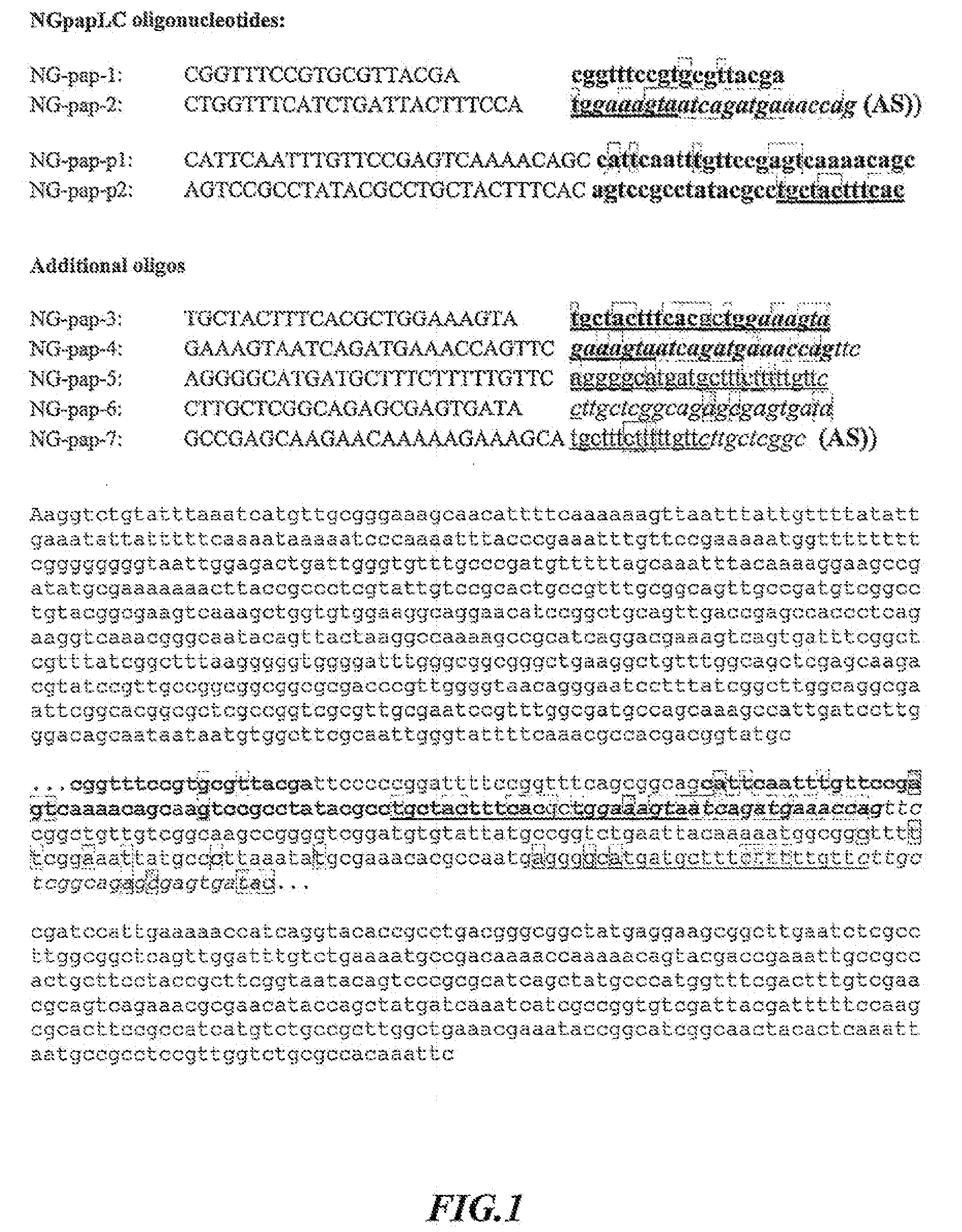 Neisseria gonorrhoeae detection