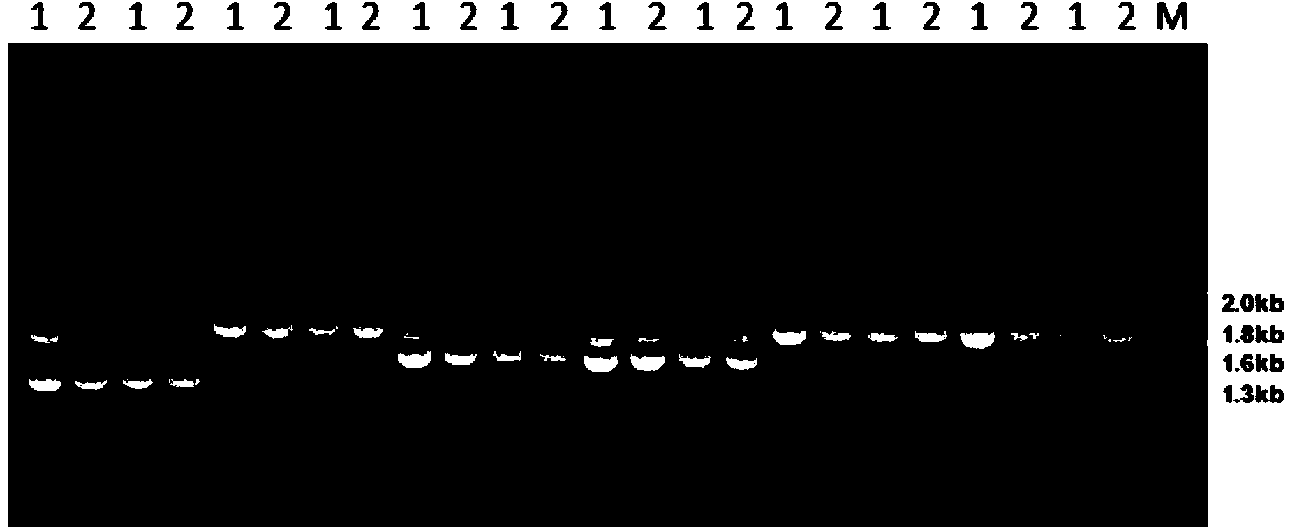 Sample conditioning fluid based on denaturation precipitation as well as application thereof and nucleic acid releasing method