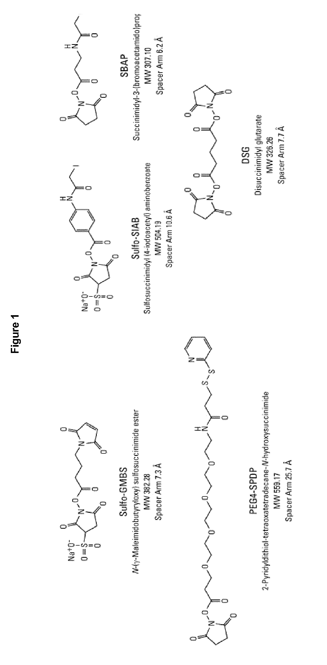 Stable hydrolysis-resistant synthetic polyribosylribitolphosphate derivatives as vaccines against haemophilus influenzae type b