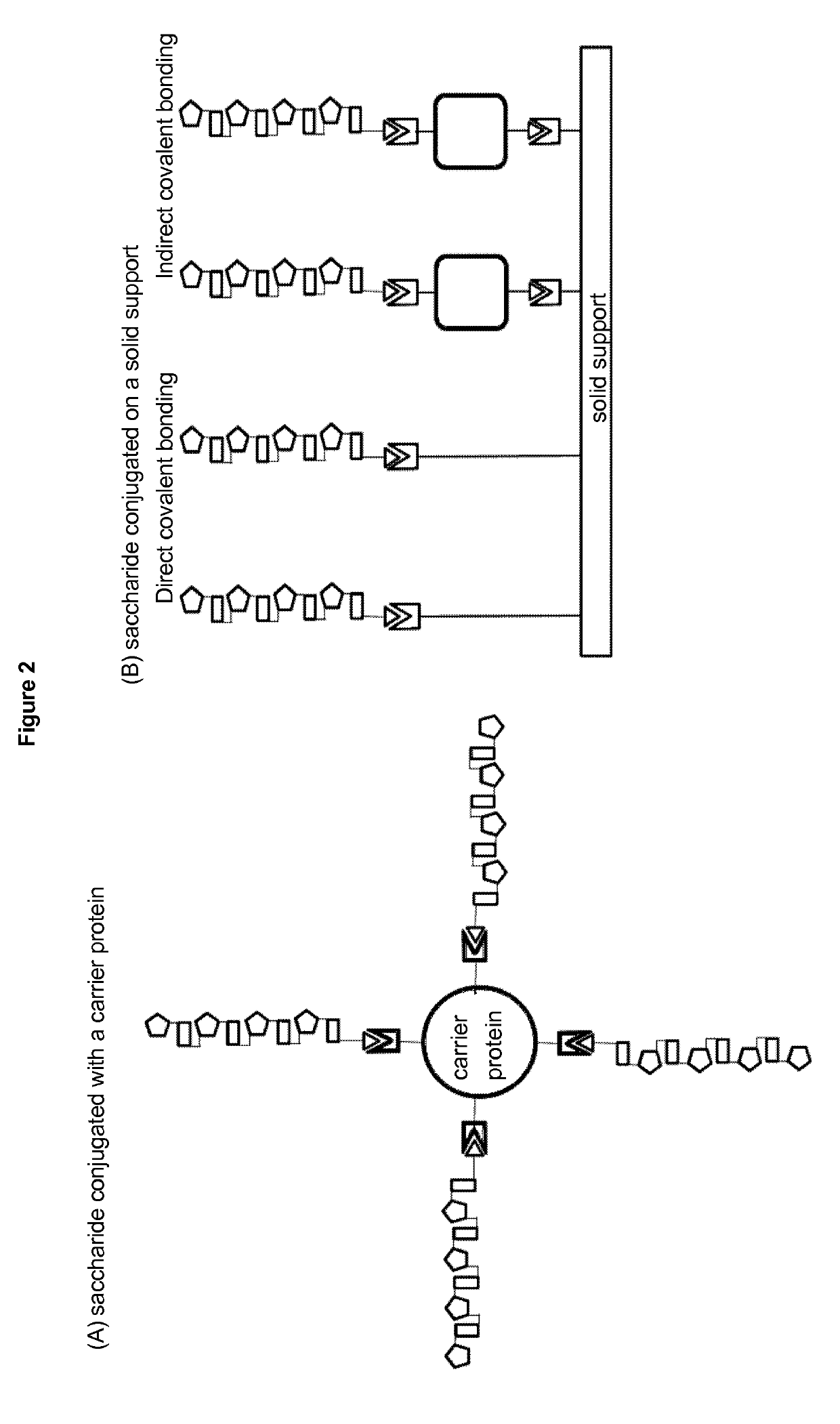 Stable hydrolysis-resistant synthetic polyribosylribitolphosphate derivatives as vaccines against haemophilus influenzae type b