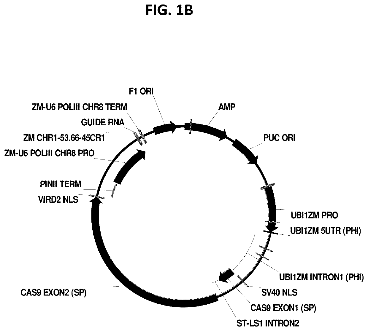 Use of morphogenic factors for the improvement of gene editing