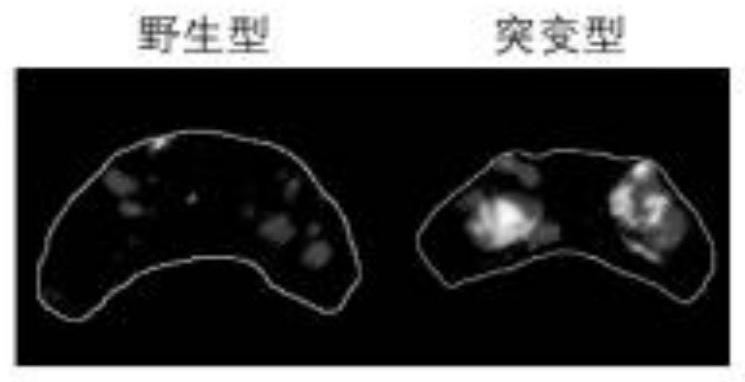 Biomarker, detection method thereof and application of biomarker in epilepsy pathology research and anti-epilepsy drug screening