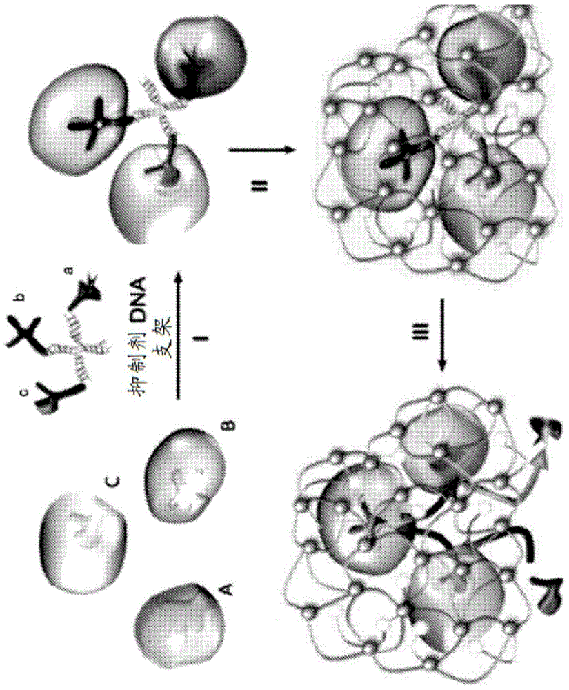 Oral delivery of enzymes using nanocapsules for targeted metabolism of alcohol or toxic metabolites