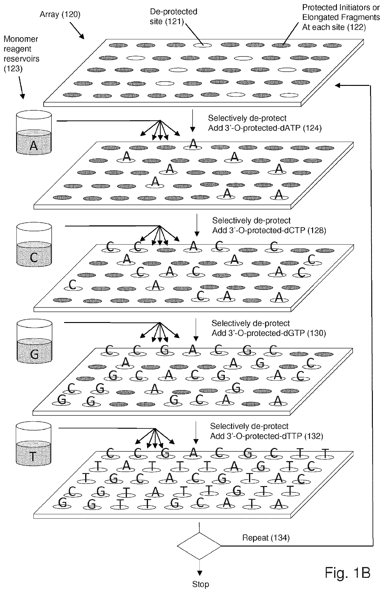 Massively Parallel Enzymatic Synthesis of Nucleic Acid Strands