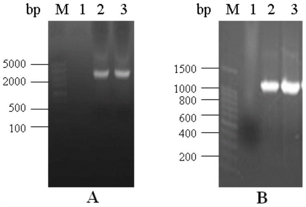 A recombinant s1 protein and its subunit vaccine of a new mutant strain of porcine epidemic diarrhea virus