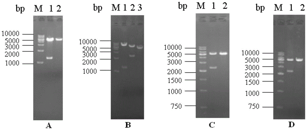 A recombinant s1 protein and its subunit vaccine of a new mutant strain of porcine epidemic diarrhea virus