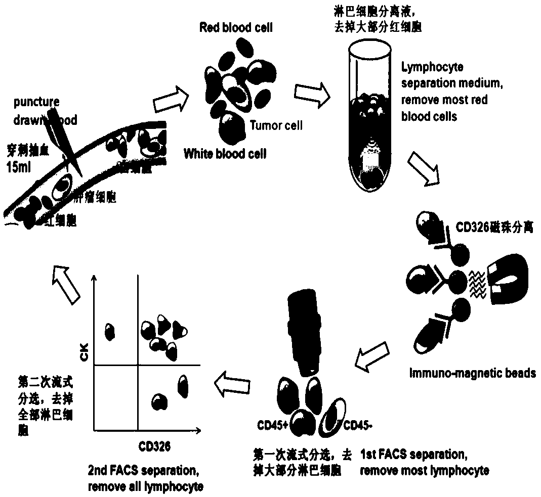 Circulating tumor cell detection method based on immunomagnetic beads and flow cytometry