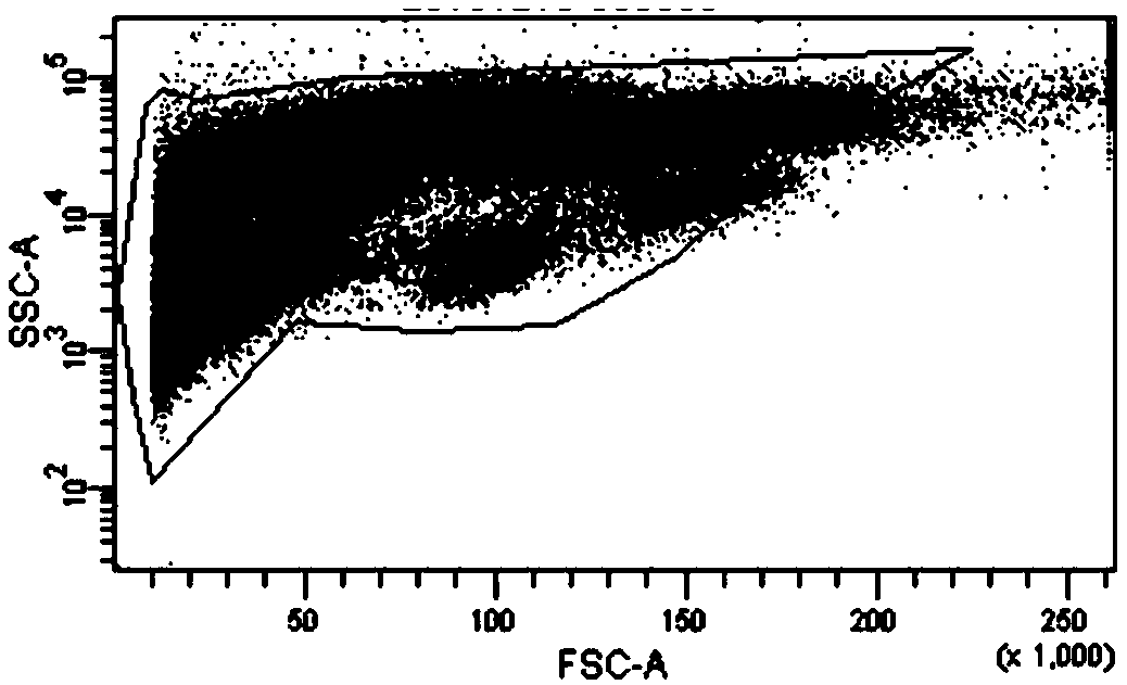 Circulating tumor cell detection method based on immunomagnetic beads and flow cytometry