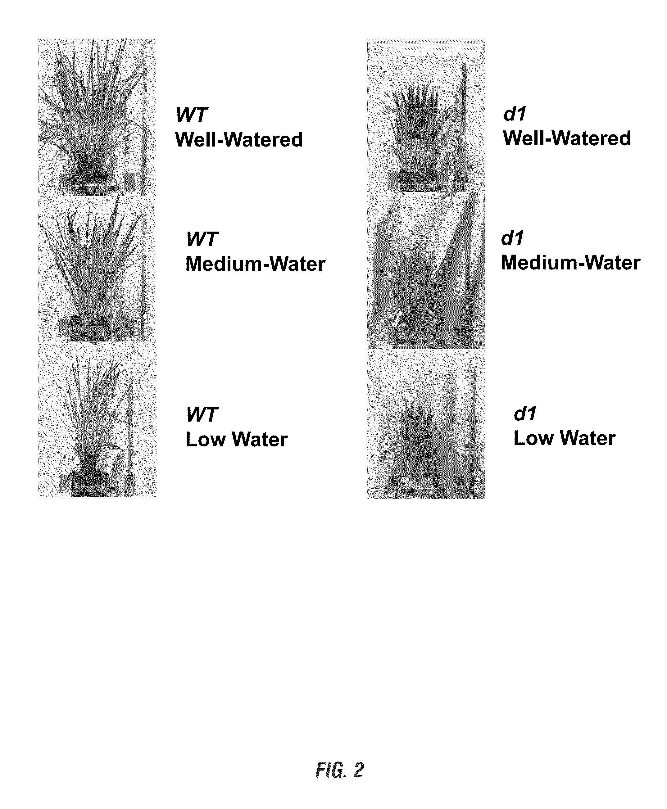 Methods of improving drought tolerance and seed production in rice