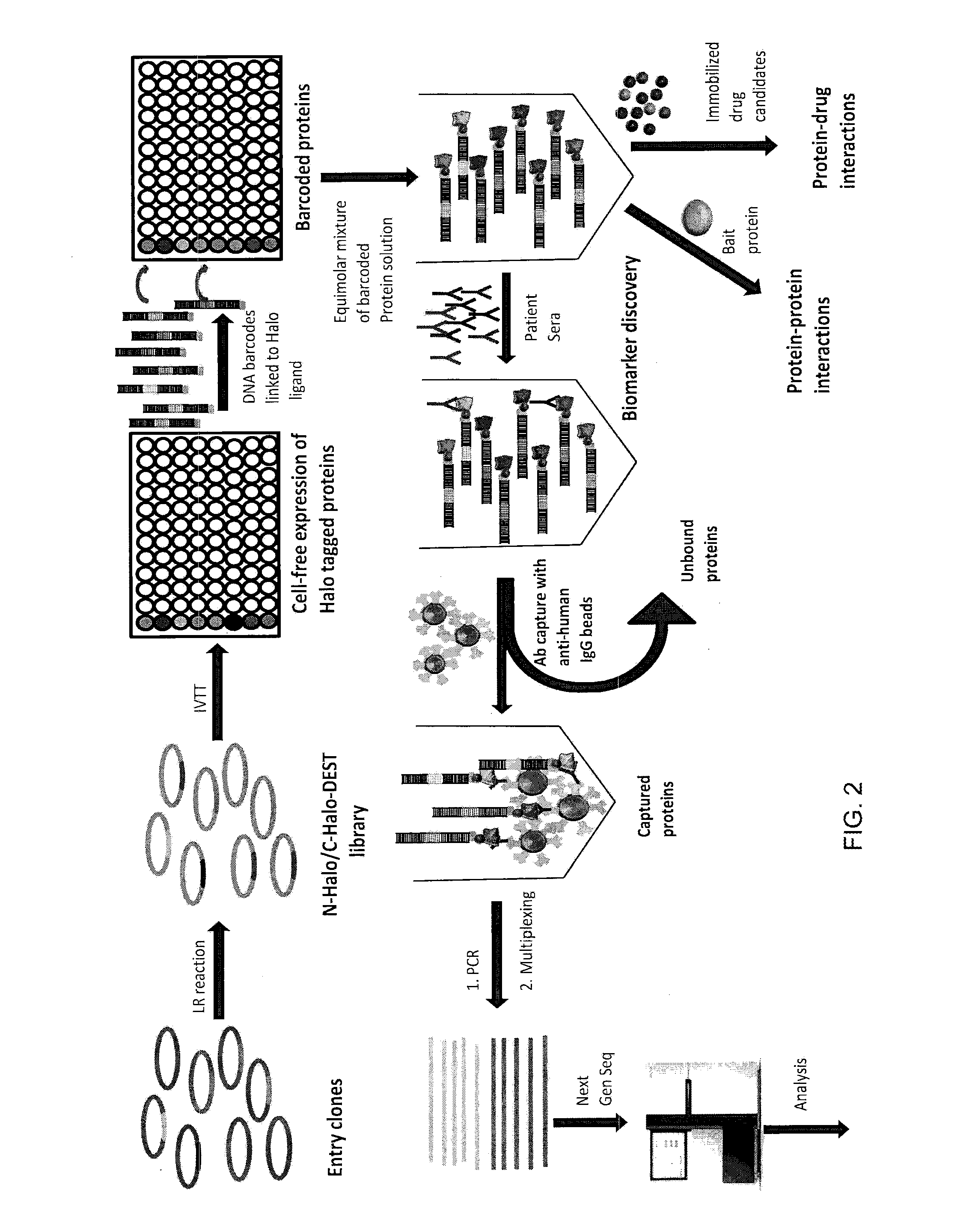 Nucleic acid-tagged compositions and methods for multiplexed protein-protein interaction profiling