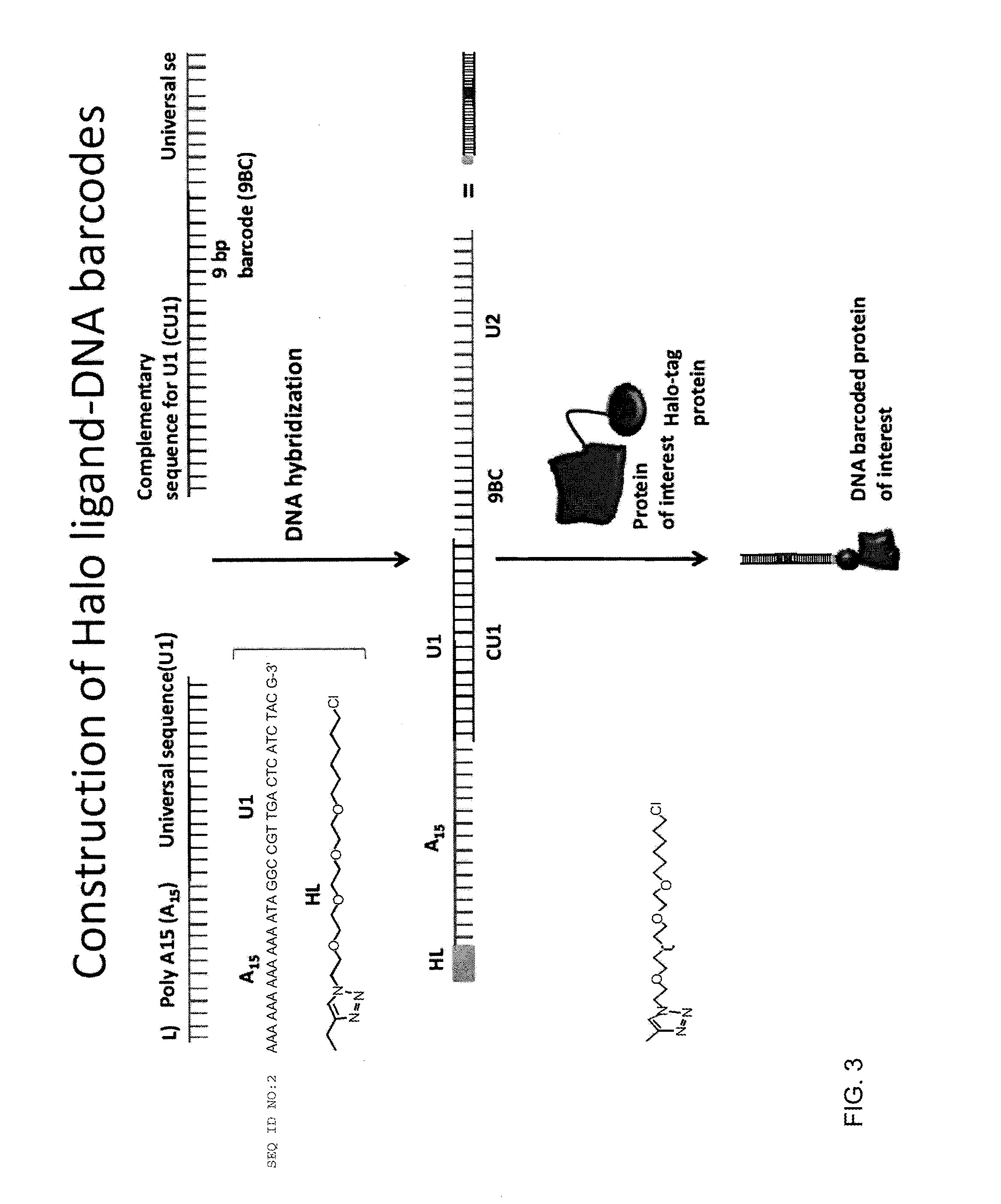 Nucleic acid-tagged compositions and methods for multiplexed protein-protein interaction profiling