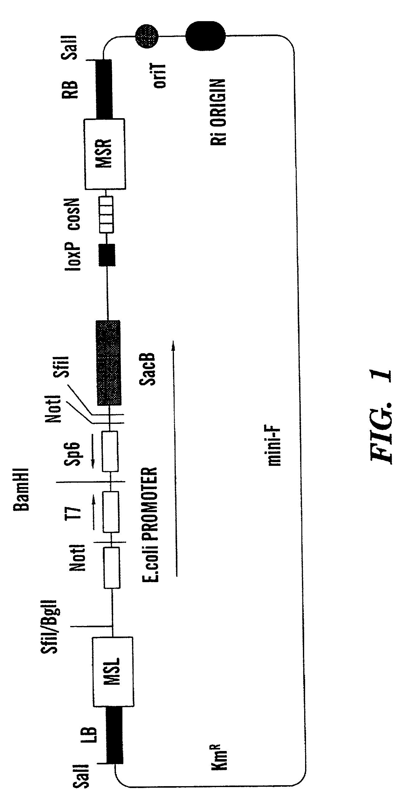 Binary BAC vector and uses thereof