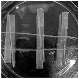 Suture line with gel coating and preparation method thereof