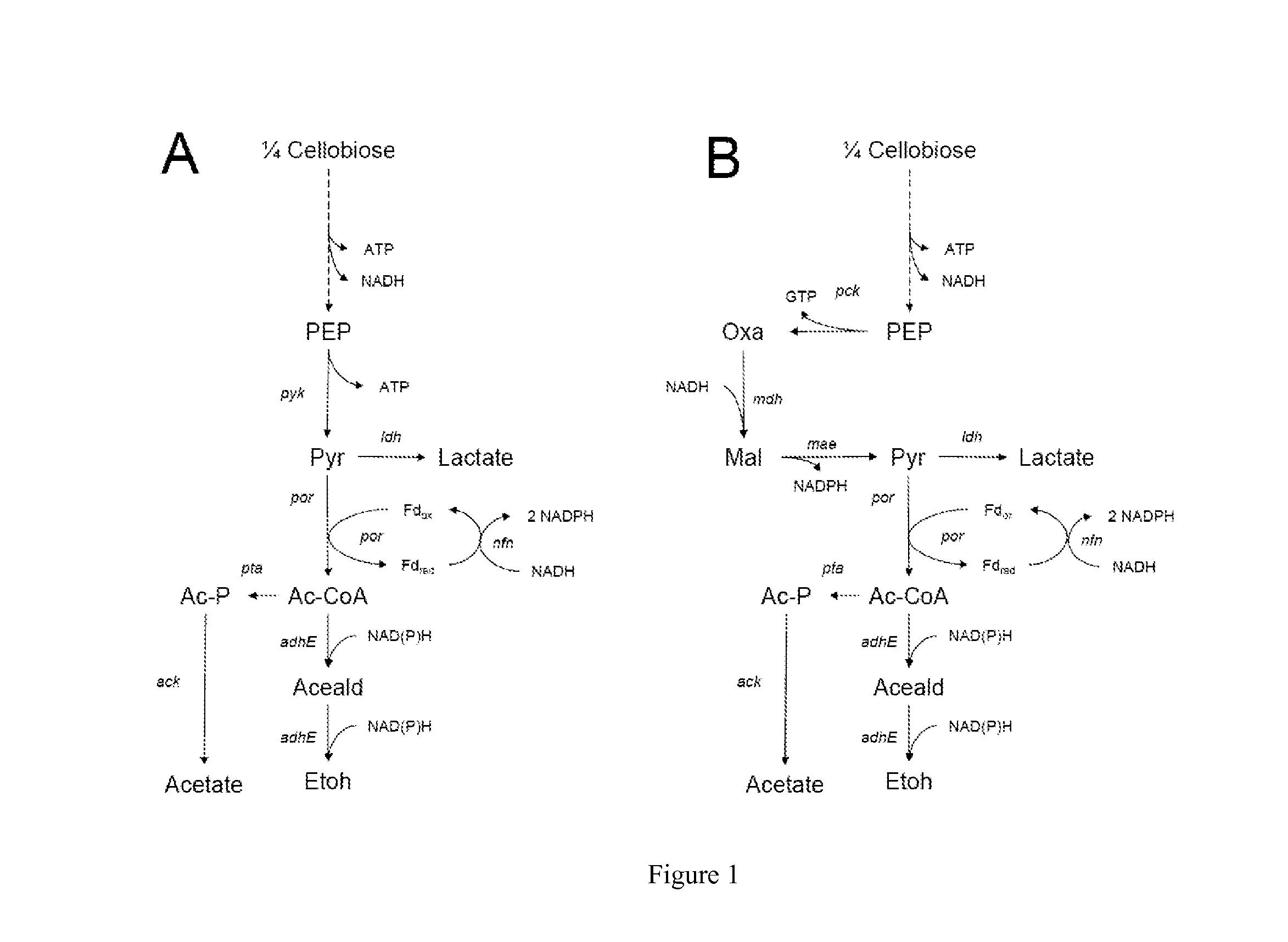 Engineering Microorganisms to Increase Ethanol Production by Metabolic Redirection