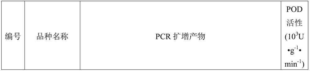 Molecular marker for identifying peroxidase activity of wheat grains and application of molecular marker