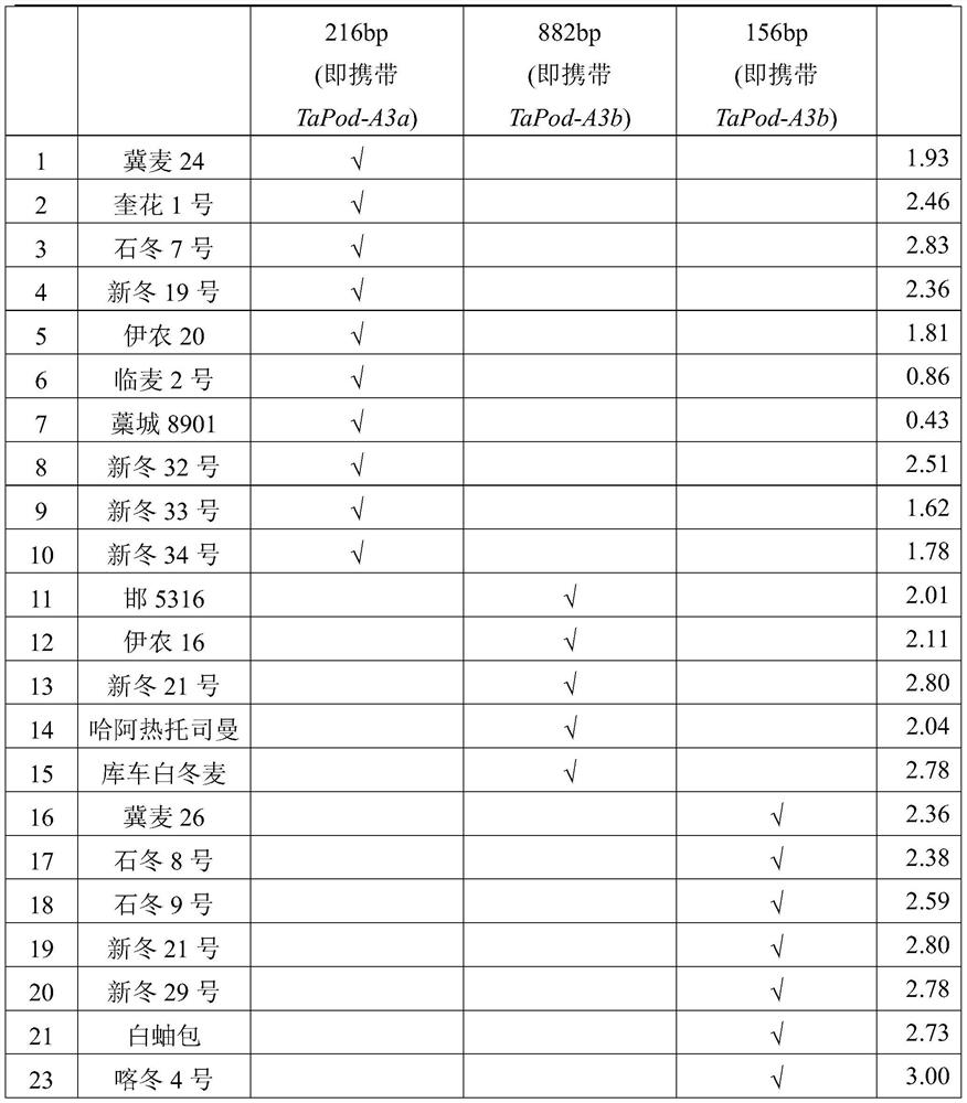 Molecular marker for identifying peroxidase activity of wheat grains and application of molecular marker