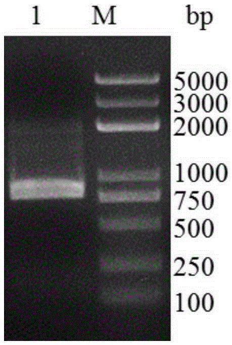 Lytic polysaccharide monooxygenase LPMO M1 encoding gene and enzyme thereof, and preparation method and application