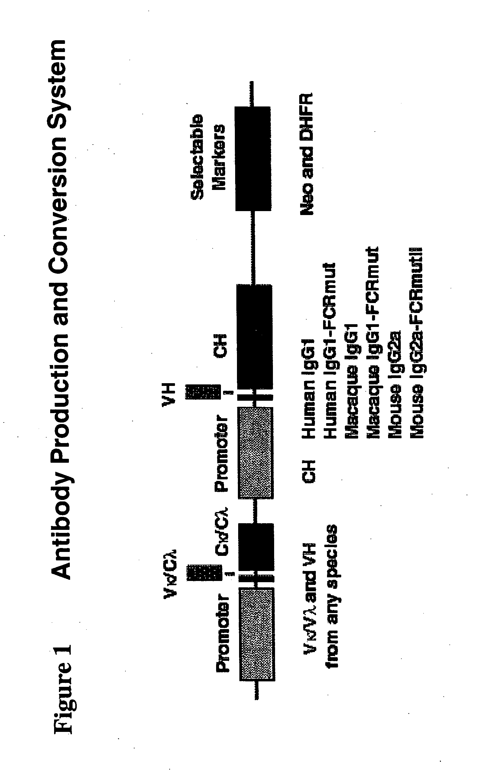 Immunoglobulin DNA cassette molecules, monobody constructs, methods of production, and methods of use therefor