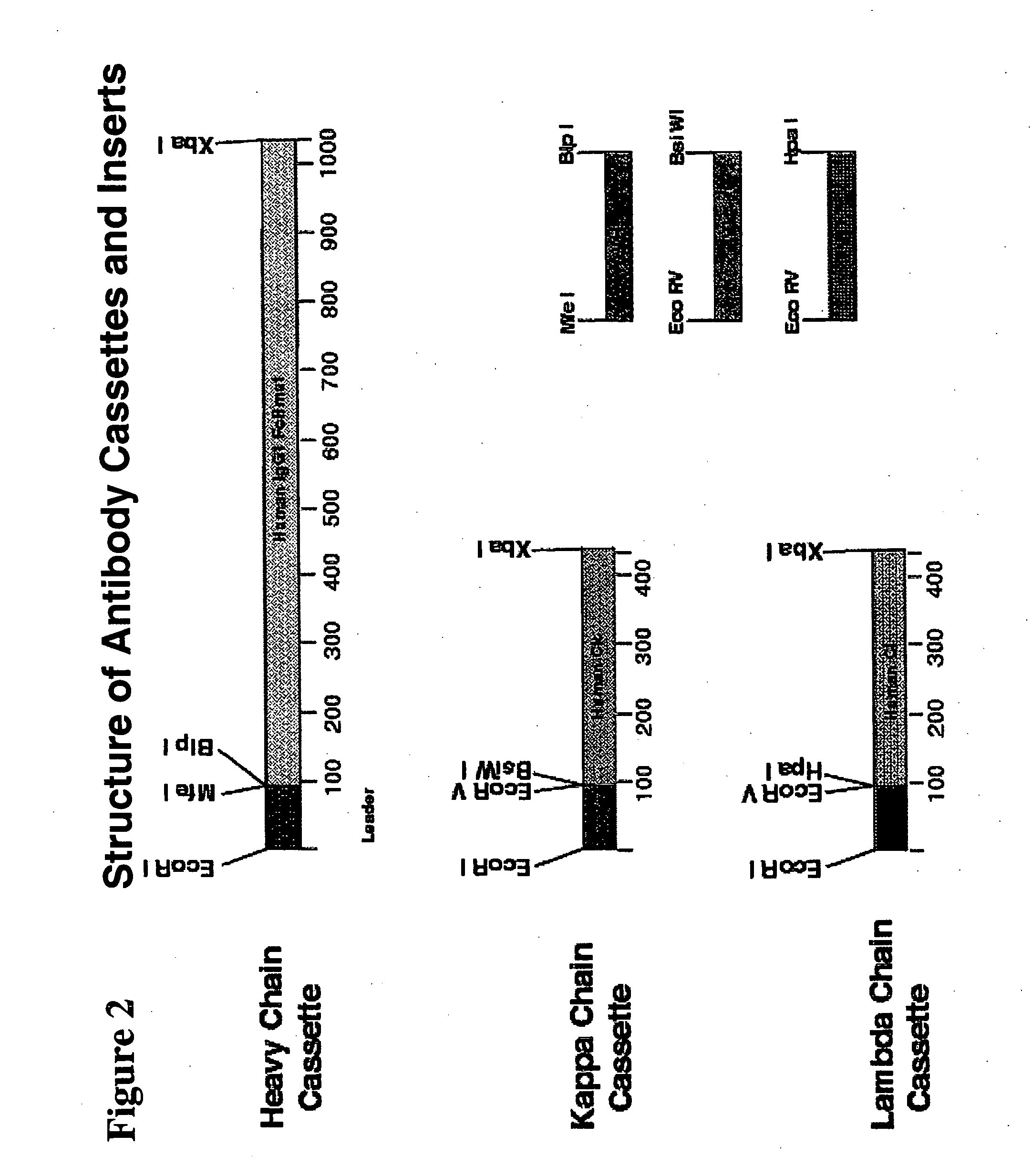 Immunoglobulin DNA cassette molecules, monobody constructs, methods of production, and methods of use therefor