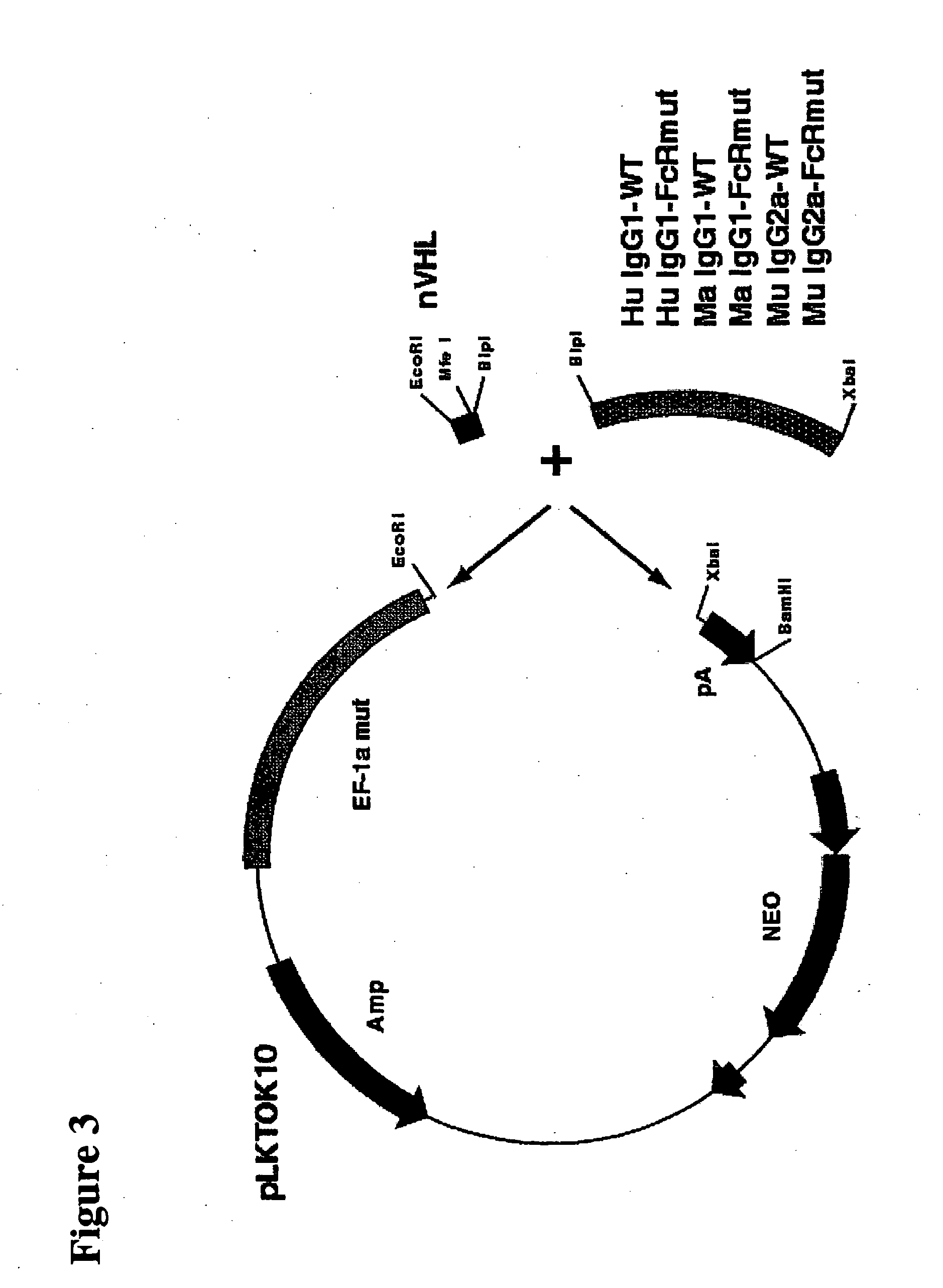 Immunoglobulin DNA cassette molecules, monobody constructs, methods of production, and methods of use therefor