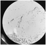 A kind of cellulomonas and method and application thereof for preparing microbial flocculant