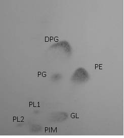 A kind of cellulomonas and method and application thereof for preparing microbial flocculant