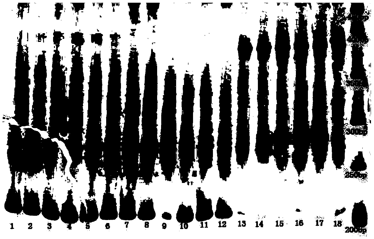 Identification primer suitable for hippopus and common tridacna varieties in South China Sea and hybrids thereof and method thereof