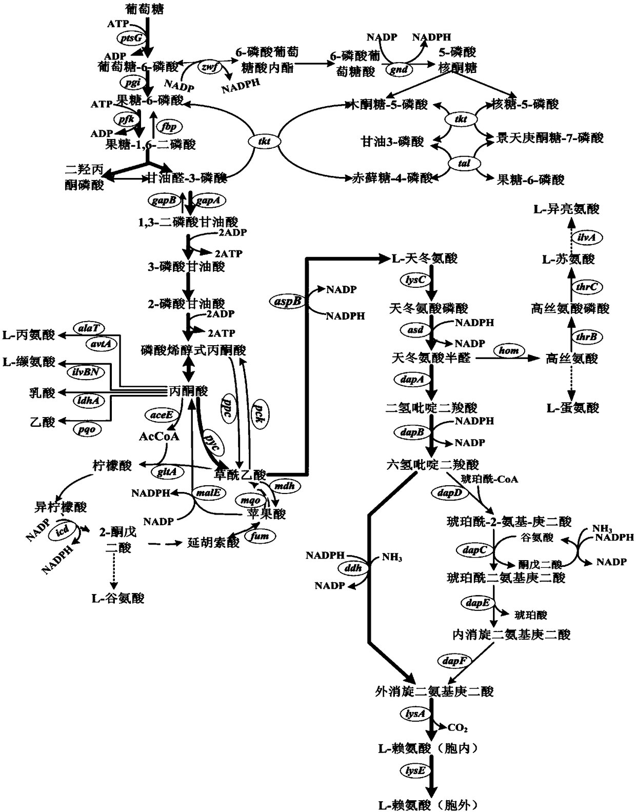 Corynebacterium glutamicum capable of increasing lysine yield and constructing method of corynebacterium glutamicum