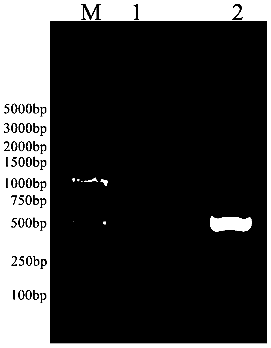 Construction method of aeromonas veronii attenuated strain, strain and application thereof