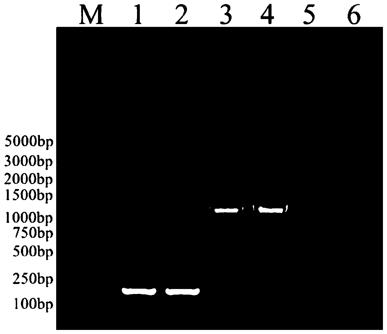 Construction method of aeromonas veronii attenuated strain, strain and application thereof