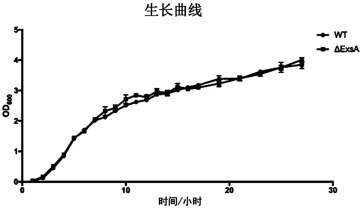 Construction method of aeromonas veronii attenuated strain, strain and application thereof