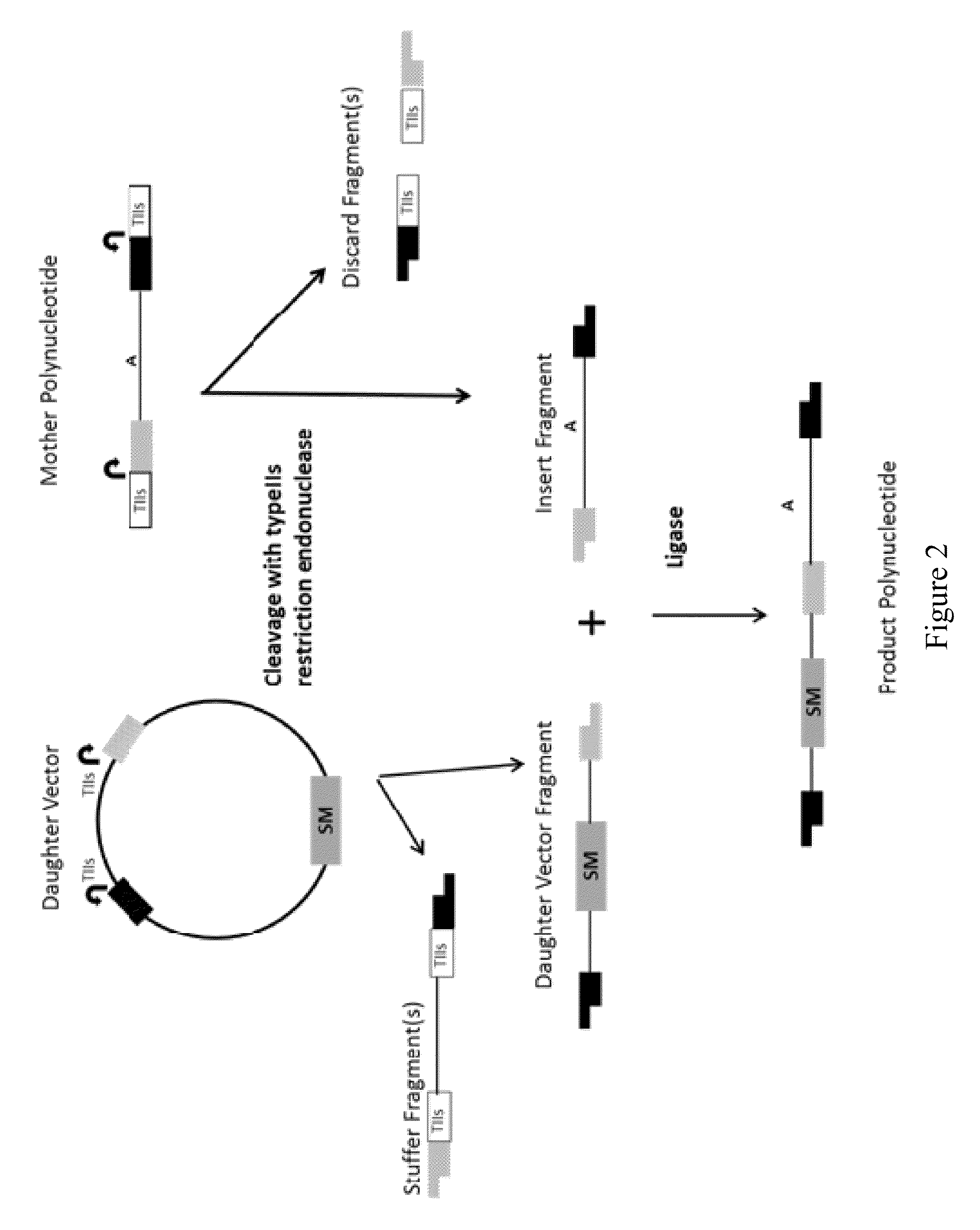 Methods, compositions and kits for a one-step DNA cloning system