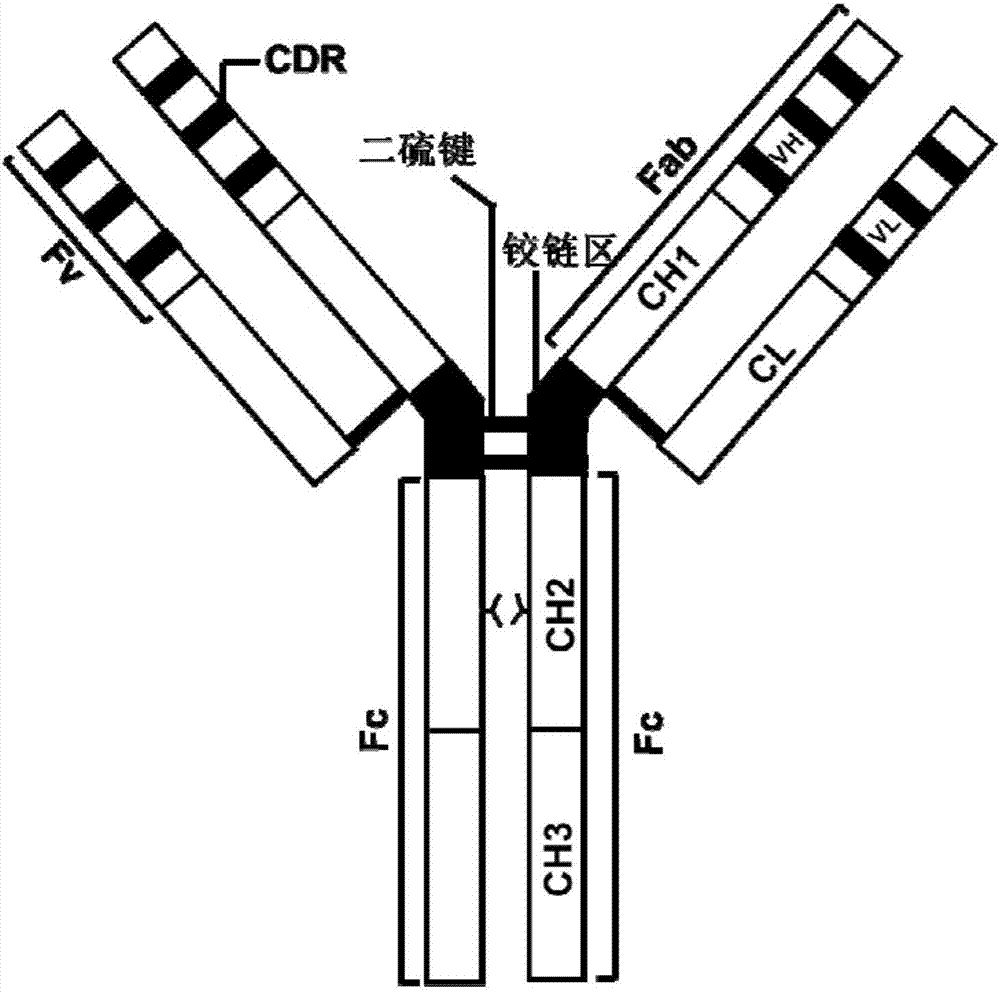 An antibody heavy chain constant region sequence enhancing activity of an agonistic antibody