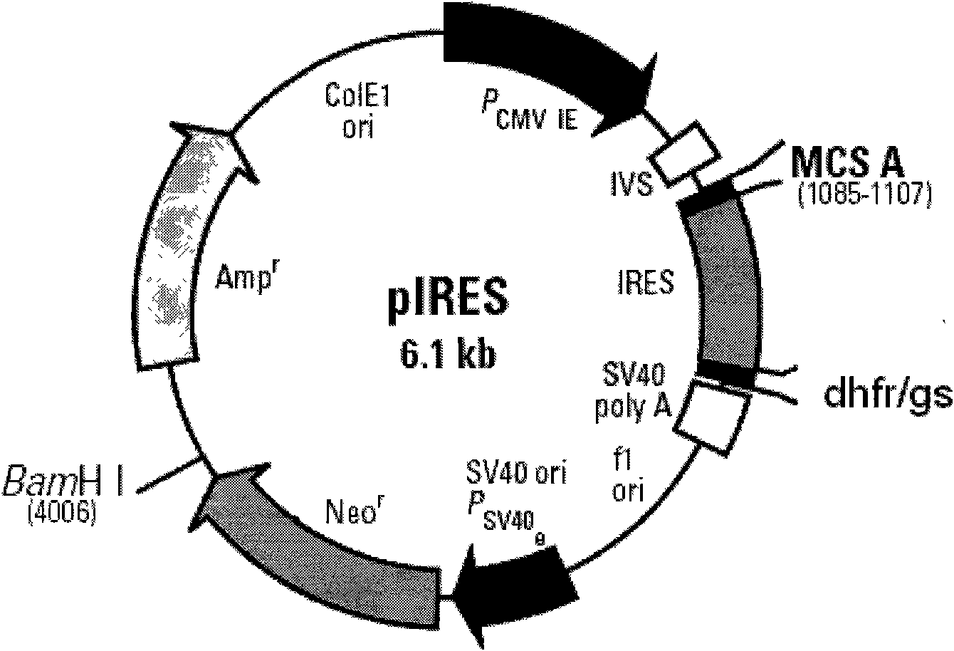 Method for enhancing expression quantity of gene recombinant human coagulation factor 8