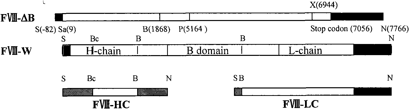 Method for enhancing expression quantity of gene recombinant human coagulation factor 8