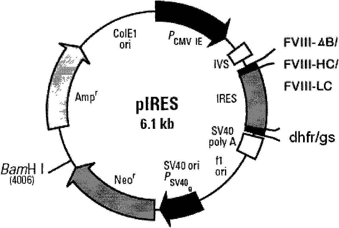 Method for enhancing expression quantity of gene recombinant human coagulation factor 8